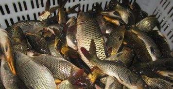 鲤鱼养殖爆料视频大全集,视频大全集深度解析 第1张 鲤鱼养殖爆料视频大全集,视频大全集深度解析 第1张